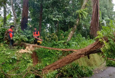 Hujan Petir Picu Rentetan Bencana, 9 Titik Terdampak di Banyumas