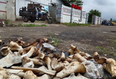 TPST Sumpiuh Banyumas Minta Sampah Tulang Dipisah, Limbah Kurban Berisiko Ganggu Mesin Pengolahan