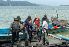 Empat Ekor Monyet Ekor Panjang Dilepasliarkan di Kawasan Cagar Alam Nusakambangan Timur Cilacap