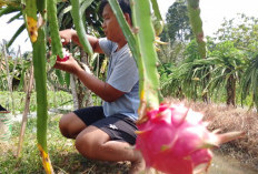 Panen Buah Naga Pekunden Banyumas Kembali Ramai, Kemarau Geser Masa Produktif Sebulan