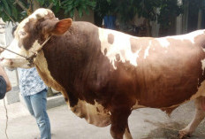 Presiden Prabowo Beli Sapi Hampir 1 Ton dari Purbalingga untuk Hewan Kurban Iduladha