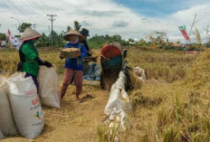 Stok Pupuk Bersubsidi di Cilacap Aman, Distribusi Sempat Jadi Kendala
