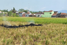 Pembakaran Jerami Dikeluhkan Warga, DPPP Purbalingga Sarankan Petani Olah Jadi Kompos