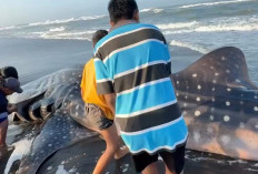 Hiu Tutul Kembali Terdampar di Pantai Bunton, Ini yang Ketiga di Tahun 2026