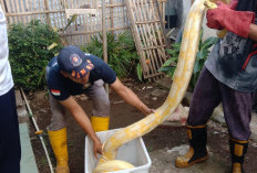 Ular Piton Albino Sepanjang 4 Meter Memangsa Ayam Milik Warga di Tritih Kulon Cilacap, Damkar Turun Tangan