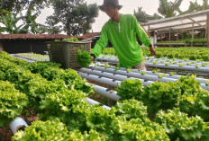Tinggalkan Dunia Industri, Pemuda Cilongok Sukses Kembangkan Selada Hidroponik