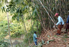 Warga Bersihkan Lokasi Jembatan Gantung Selanegara Banyumas, Akses Penghubung Baru Mulai Dipersiapkan