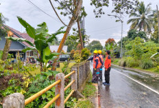 Pohon Alpukat Tumbang Timpa Pengendara di Baturraden, Satu Orang Luka