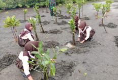 Ribuan Mangrove Ditanam di Pantai Sodong untuk Cegah Abrasi