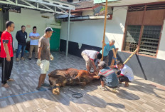 Kemenag Purbalingga Salurkan Daging Kurban ke Wilayah Minim Kurban di Karangjambu dan Karangreja