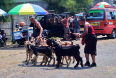 Jelang Iduladha, Harga Kambing di Pasar Hewan Purbalingga Masih Bertahan Rp1,6 Juta-Rp1,75 Juta