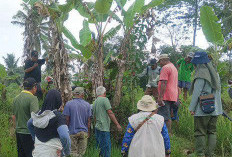 Tekan Populasi Tikus, Petani di Jeruklegi Cilacao Gunakan Teknik Pengendalian