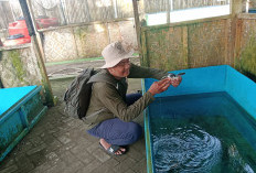 Konservasi Nagaraja Selamatkan 39 Penyu dan 2.600 Tukik di Pantai Sodong Cilacap