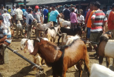 Jelang Iduladha, Pasar Kambing Karangpucung Cilacap Perluas Area