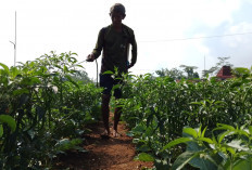 Petani Banyumas Kejar Panen Cabai Saat Idul Adha, Permintaan Pasar Diprediksi Meningkat Jelang Kurban