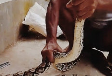 Ayam Babon Disantap Ular Sanca di Banjarpanepen Banyumas