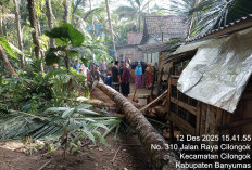 Pohon Kelapa Tumbang di Cilongok, Sebabkan Seorang IRT Meninggal Dunia