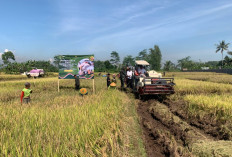 Stok Beras Aman Hingga Akhir Tahun, Pemkab Klaim Produksi Suprlus 16.761 Ton