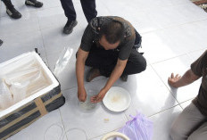 Aksi Penyelundupan Ribuan Benih Lobster di Cilacap Berhasil Digagalkan