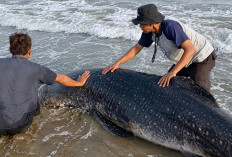 Paus Kerdil Terdampar di Pantai Cemara Jajar Cilacap, Sempat Berusaha Diselamatkan