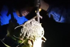 Tawon Vespa Menyengat Warga, TAGANA Banyumas Lakukan Operasi Penangkapan