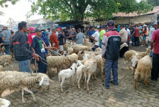 Pasar Kambing Ajibarang Banyumas Lesu Usai Idul Adha, Pedagang Terpaksa Turunkan Harga