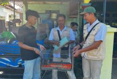 Warga Kesugihan Temukan Anak Kucing Hutan, Langsung Dievakuasi RKSDA Cilacap 
