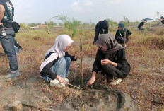 Peringati Hari Lingkungan Hidup, Cilacap Tanam 1.000 Pohon Cemara Laut dan 5.000 Bibit Mangrove 