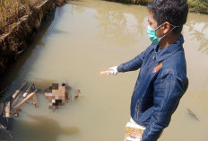 Warga Wanareja Cilacap Geger, Ditemukan Mayat Pria Mengapung di Kolam Ikan 