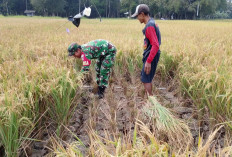 Panen Padi Nusadadi Banyumas Turun 20 Persen, Kekeringan dan Bibit Tua Tekan Produktivitas Sawah