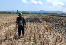 Petani Danaraja Banyumas Tanam Palawija, Kemarau Panjang Dimanfaatkan Usai Panen Padi