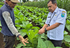 Harga Anjlok dan Cuaca Ekstrem, Lahan Tembakau Purbalingga Menyusut 40 Hektare