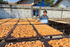 Produksi Sale Pisang di Cilacap Naik Jadi 7 Kuintal per Hari Saat Kemarau