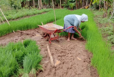 Sewa Lahan Persemaian Benih Padi Beratkan Petani