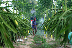 Dari Banyuwangi ke Pasar Lebih Luas, Petani Buah Naga Naik Kelas Berkat Program Klasterku Hidupku BRI