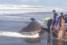 Warga Geger! Hiu Tutul Terdampar di Pantai Pagubugan Cilacap