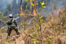 4,5 Hektare Hutan di Banjarnegara Terbakar, Petugas Waspadai Api Muncul Kembali