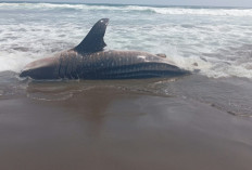 Hiu Totol Seberat 1 Ton Terdampar di Pantai Selatan Kebumen