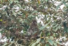Kawanan Monyet Masuk Pemukiman Warga di Banyumas