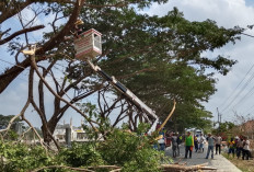11 Pohon Peneduh Sibalung Banyumas Dipangkas, Dahan Rimbun Picu Risiko Tabrakan 