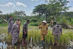  Tak Biasa! Petani di Purbalingga Tanam Padi di Dasar Sungai Gintung yang Mengering saat Kemarau