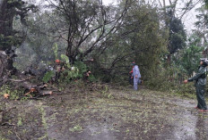 Cuaca Ekstrem di Kebumen, Pohon Tumbang Timpa Jalan Provinsi