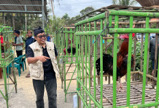 Puluhan Ayam Pelung Beradu Suara di Pantai Karangbolong Kebumen