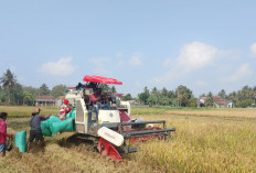 Combine Harvester Percepat Panen Padi di Kecila, Petani Kemranjen Banyumas Hemat Biaya hingga Rp300 Ribu