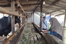 Jelang Idul Adha, DPPP Purbalingga Kebut Vaksinasi PMK, 2.500 Dosis Sudah Disuntikkan