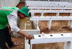 Metode Tabela Diuji di Banyumas, Budidaya Melon Makin Efisien
