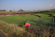 El Nino Ancam Produksi Padi Banyumas, Kemarau Panjang Tekan Pasokan Beras 