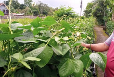 Tanam Asa Petik Ketahanan Pangan, Kisah Pasar Hidup yang Dibagun Aipda Lebar Riswanto