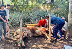 Kemenag Purbalingga Catat 12.766 Hewan Kurban Disembelih Saat Iduladha 1447 H