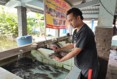 Ikan Air Tawar Belum Jadi Pilihan Dapur MBG, Pedagang Purbalingga Sebut Ayam dan Telur Lebih Diminati